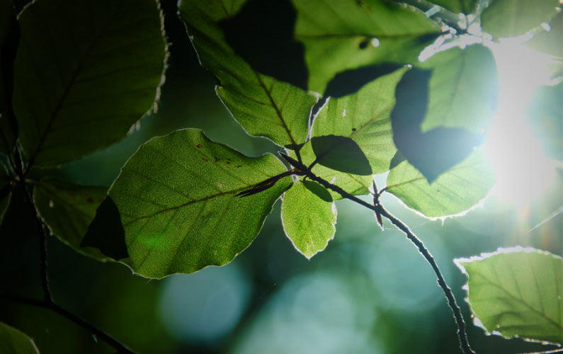 Beechwood leaves, Modal beechwood PeeCheeCheex